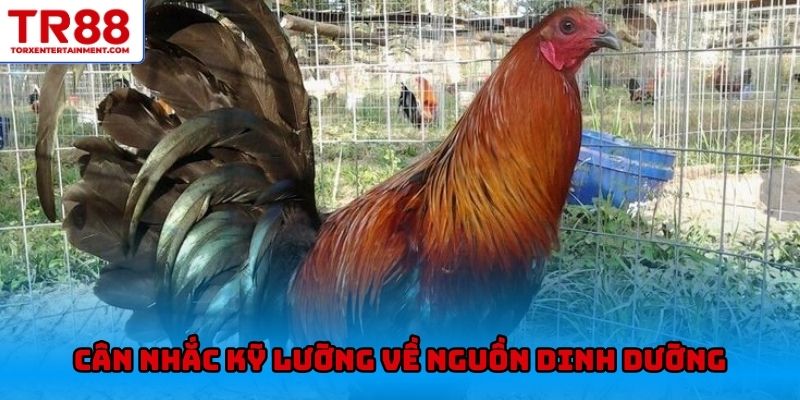 Cân nhắc kỹ lưỡng về nguồn dinh dưỡng