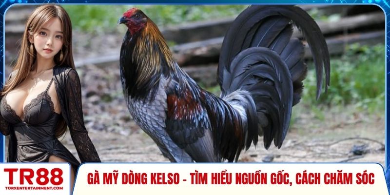 Gà Mỹ dòng Kelso
