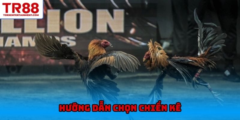 Hướng dẫn chọn chiến kê