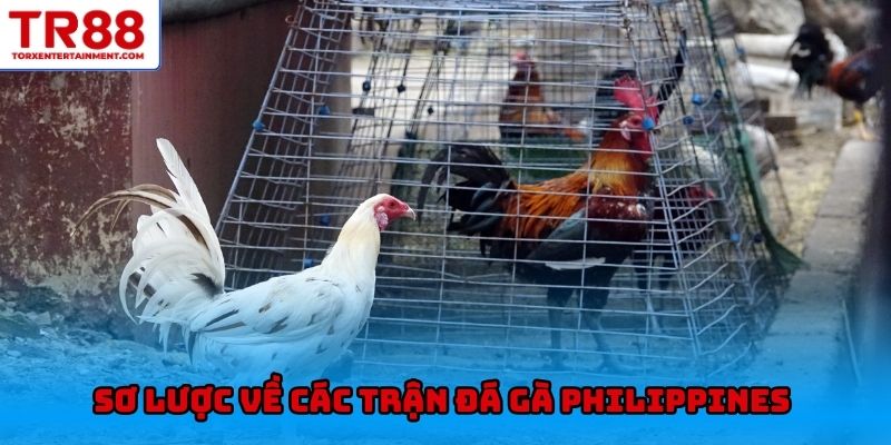 Sơ lược về các trận đá gà Philippines mới nhất